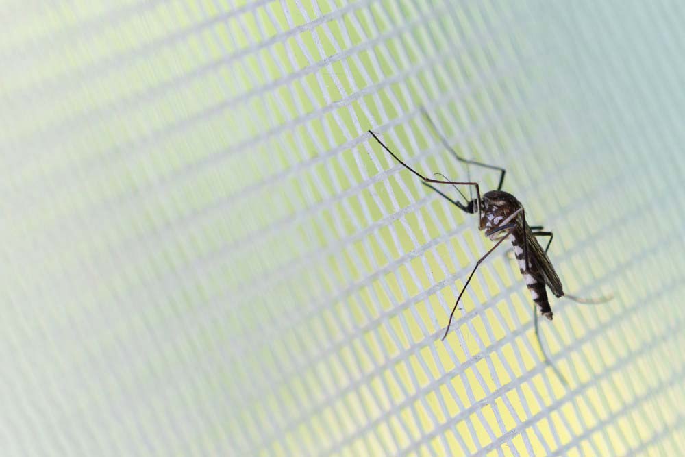 Szúnyogháló ablakra – Hatékony védelem a rovarok ellen