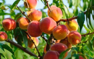 Útmutató a tökéletes kert kialakításához – Miért fontosak a gyümölcsfák?